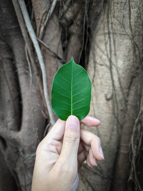istock A green leaf in my hand 1371922133