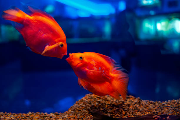 tropical fish in the aquarium fish red parrot swim
