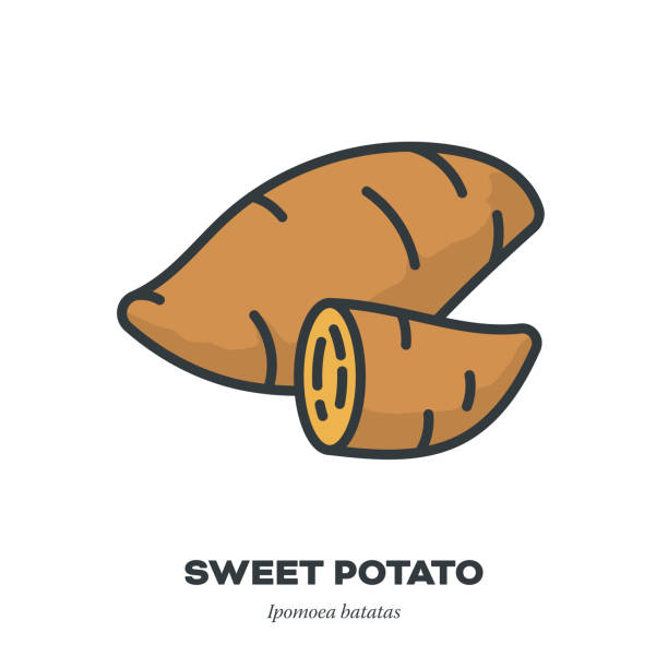 ikona linii wektorowej warzyw korzeniowych słodkich ziemniaków - sweet potato stock illustrations