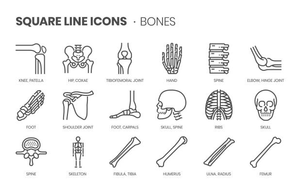 związane z kośćmi, idealne piksele, edytowalny obrys, skalowalny zestaw ikon wektorowych linii kwadratowych. - human bone illustrations stock illustrations