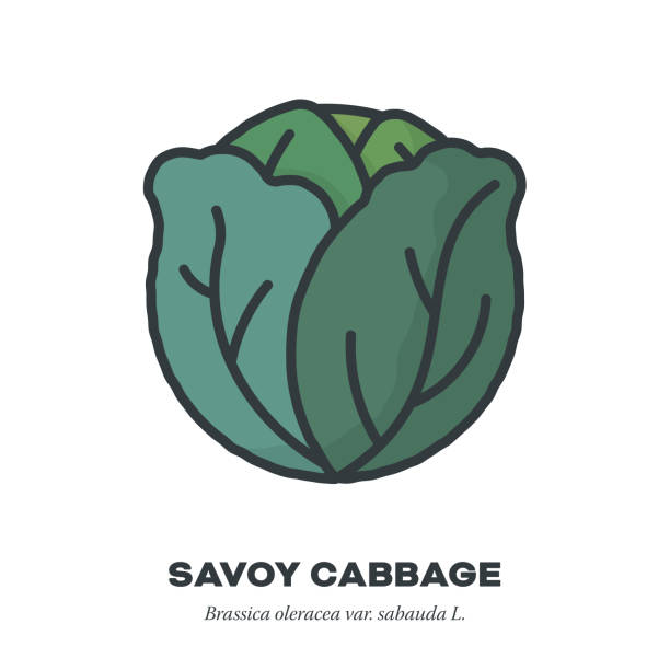 ikona kapusty sabaudzkiej, wypełniony kontur stylu wektorowego - savoy cabbage stock illustrations