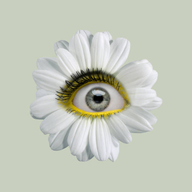 white camomile flower with an eye inside it on light background. modern design. contemporary art. creative collage. beauty, art, vision, fashion - composite flower imagens e fotografias de stock