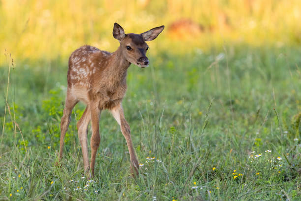 istock Little red deer walking on wildflower meadow in summer 1371922579