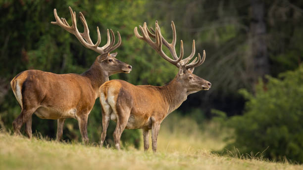istock Two red deer with velvet covered antlers looking on meadow 1371922594