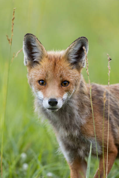 istock Red fox looking to the camera on meadow in vertical shot 1371922656