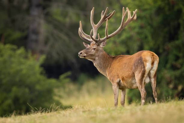 Red deer with new velvet antlers standing on field stock photo