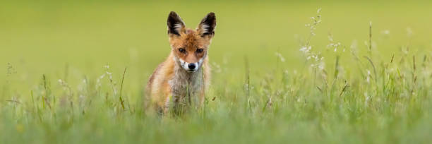 istock Red fox looking to the camera in grass with space for text 1371923473