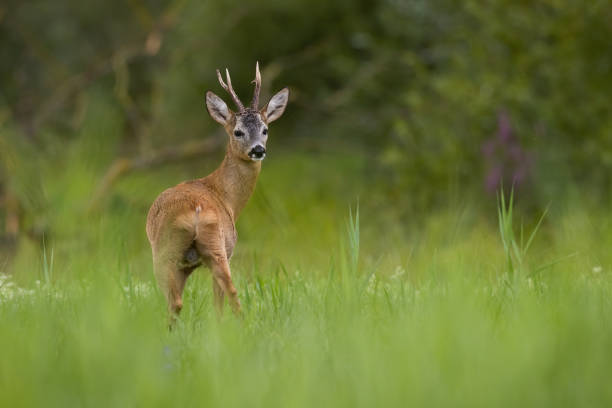 istock Roe deer observing on growing grass in summer nature 1371923549