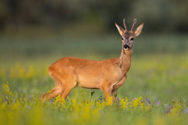 istock Roe deer observing on blooming meadow in summertime 1371923593