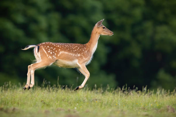 istock Fallow deer running on grassland in summer from side 1371923631