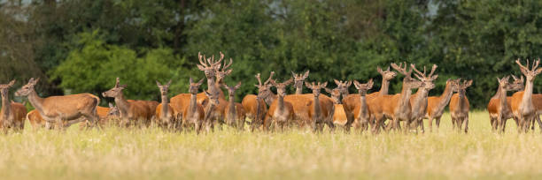 Free Stock Photo of Herd of Deer Standing on Grass Covered Field ...