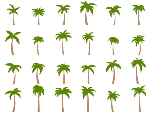 illustrazioni stock, clip art, cartoni animati e icone di tendenza di palme con noci di cocco su sfondo bianco. grande set di palme tropicali di diverse forme e dimensioni per poster, banner e articoli promozionali. ora legale. illustrazione vettoriale - palma