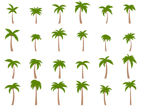 Palm trees with coconuts on a white background. Big set of tropical palm trees in different shapes and sizes for posters, banners and promotional items. Summer time. Vector illustration
