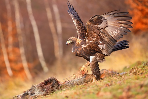 Golden eagle, aquila chrysaetos, hunting dead animal in autumn environment. Large brown bird landing on bones on grassland. Brown feathered animal eating prey in forest.