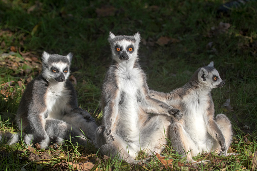 Ring-tailed lemur (Lemur catta) in zoo. Natural background. Endemic animal welfare concept