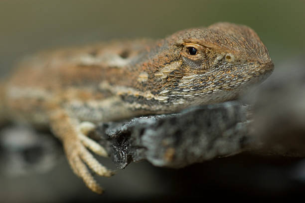 Lizzard - foto de acervo