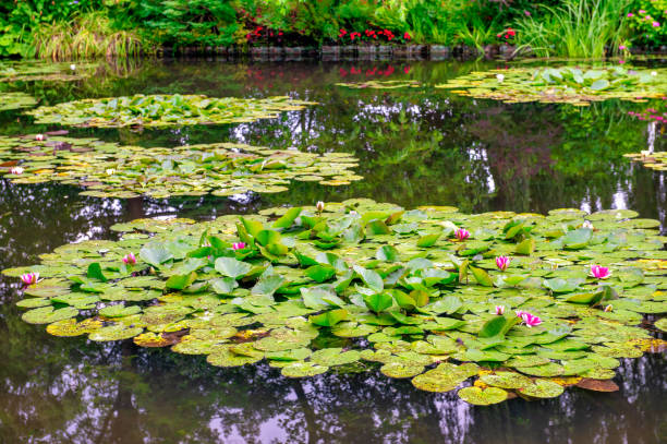 Giverny, France. Gardens of Claude Monet in summer season. Giverny, France. Gardens of Claude Monet in summer season giverny stock pictures, royalty-free photos & images