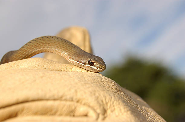 Carnagione bianco serpente - foto stock