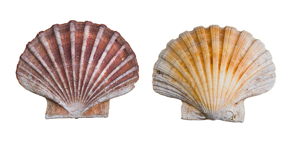 Convex lower and flat upper calcareous seashell valve. Fan shaped sea shellfish of edible saltwater clam