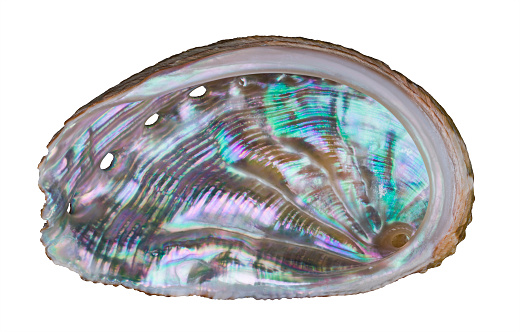 Closeup of pastel nacre in wavy marine gastropod mollusk seashell with small holes. Shiny pearly surface in sea snail conch. Opalescent mother-of-pearl. Shellfish