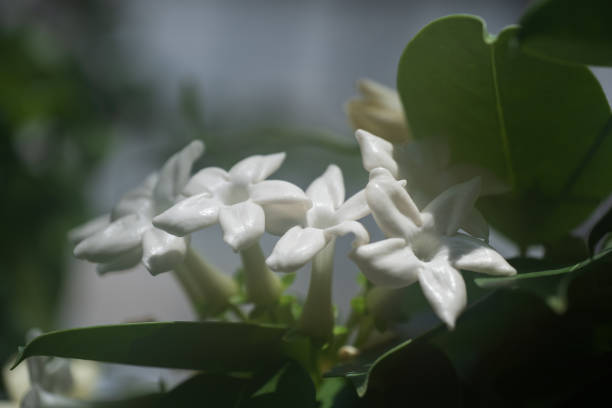 stephanotis floribunda madagaskar kwiaty jaśminu - stephanotis zdjęcia i obrazy z banku zdjęć