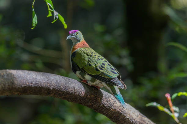 istock Superb fruit-dove perched on sunny day 1371926799