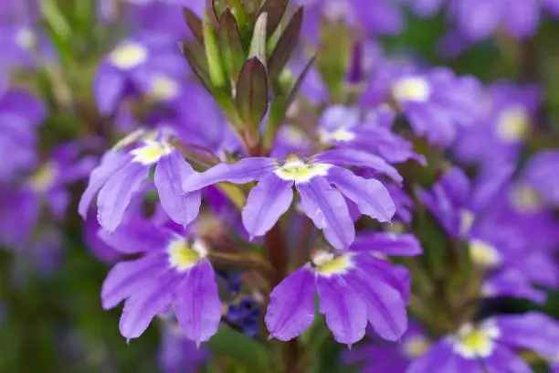 Purple fairy fan-flower in bloom