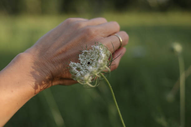 istock Carotte sauvage 1371928869