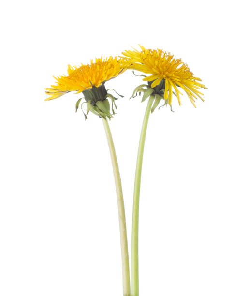 istock Two yellow dandelions  isolated on a white background. 1371929063