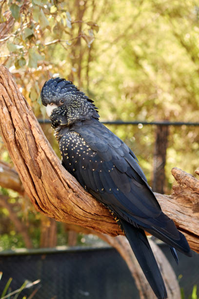 istock Black Cockatoo sitting on a branch 1371929867