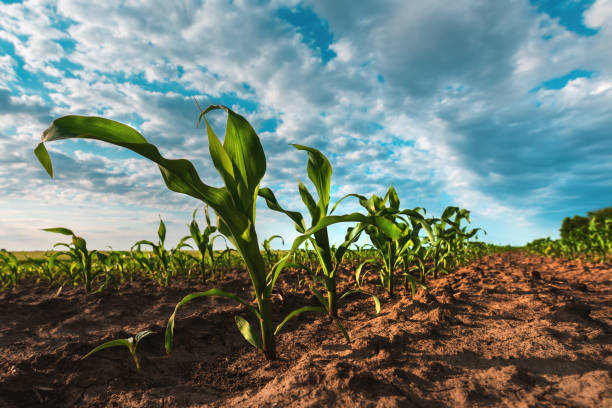 istock Young green corn crop plantation in late afternoon 1371930031