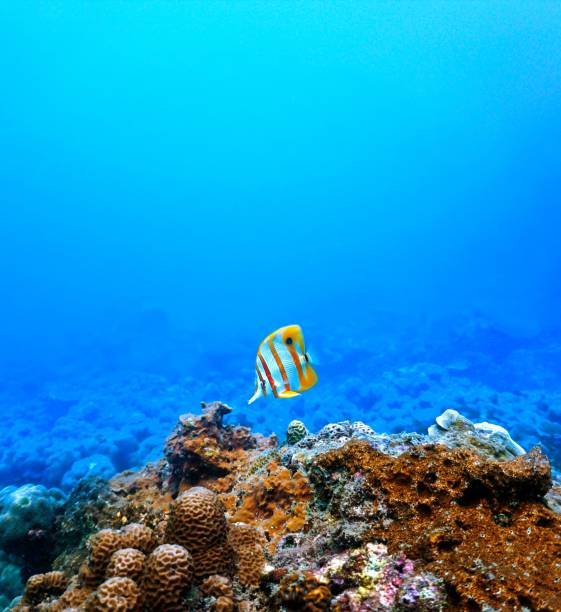 pez mariposa de copperband - copperband butterflyfish fotografías e imágenes de stock