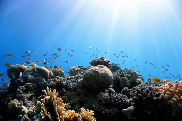 istock Coral reef in rays of sunlight 1371932118