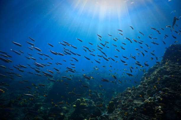 istock School of fish in rays of light 1371932179