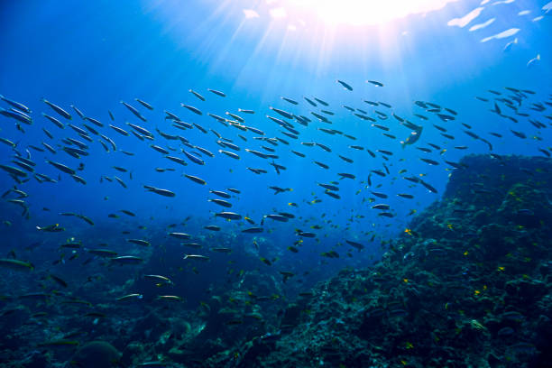 istock Underwater landscape in rays of light 1371932760