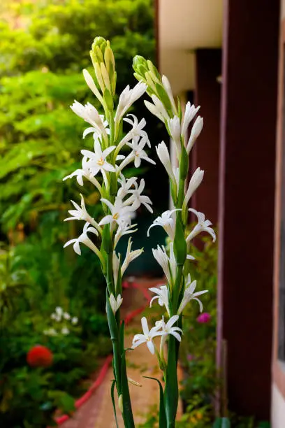 Photo of Beautiful white tuberose flower in garden. In India it is called rajnigandha.