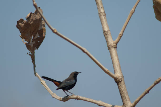 Male Indian robin Copsychus fulicatus cambaiensis. Gir National Park. Gujarat. India.