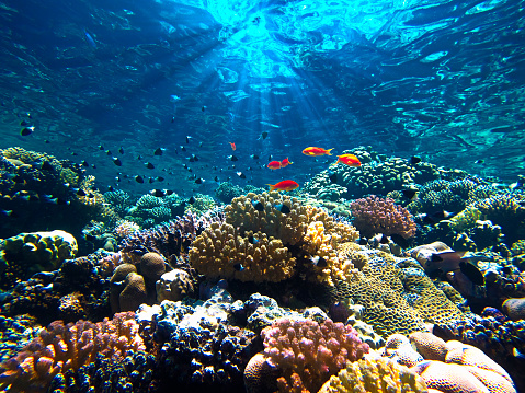Hermoso arrecife de coral colorido y peces photo