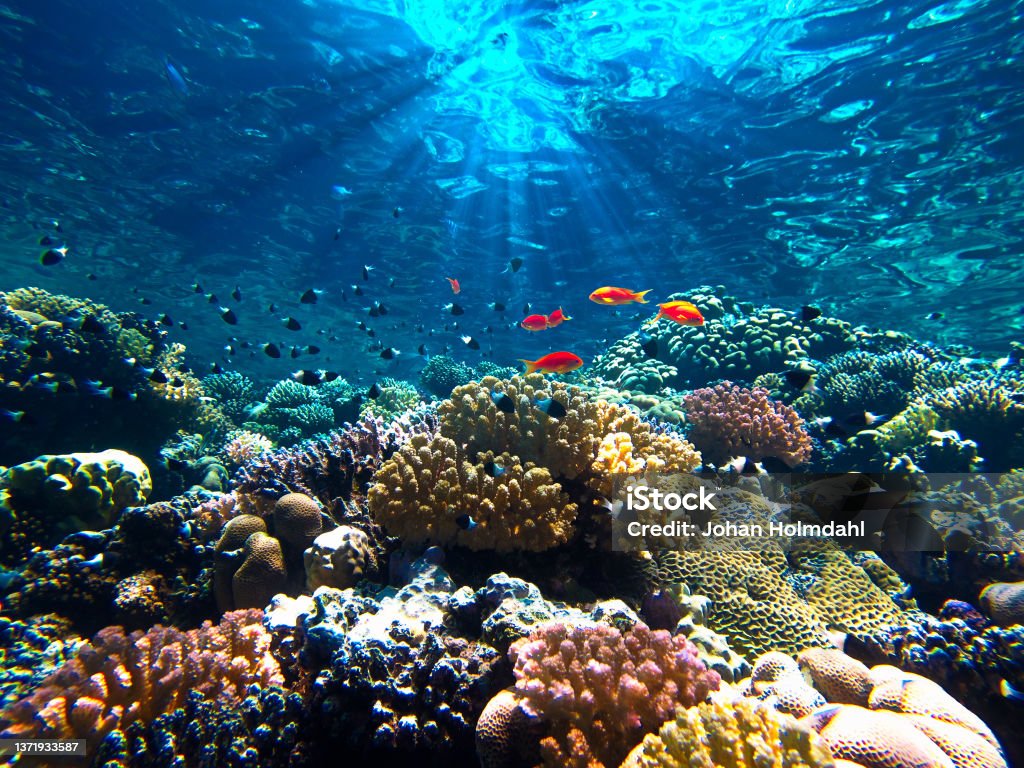 Beautiful colorful coral reef and fish Underwater photo from a scuba dive in the Red sea. Sea Life Stock Photo