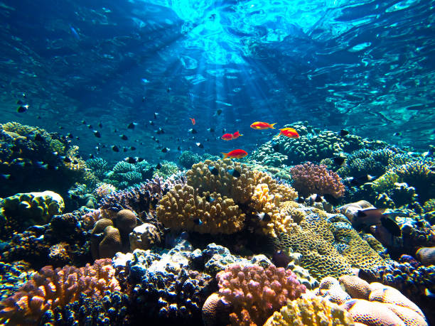 Beautiful colorful coral reef and fish Underwater photo from a scuba dive in the Red sea. scuba diver point of view stock pictures, royalty-free photos & images