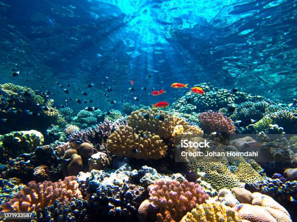 Beautiful Colorful Coral Reef And Fish Stock Photo - Download Image Now - Sea Life, Aquarium, Fish Tank