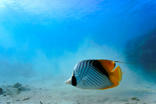 istock Colorful tropical Butterfly fish 1371933628