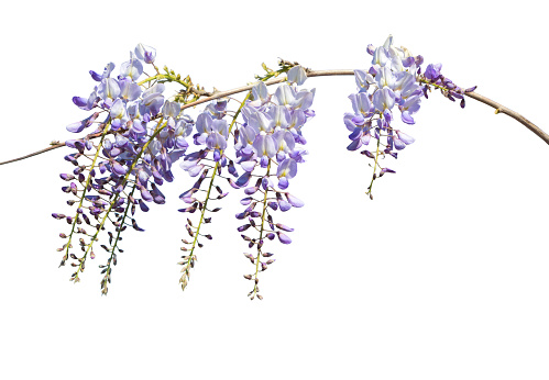 Branch of Wisteria flowers isolated on white background. Selective focus.