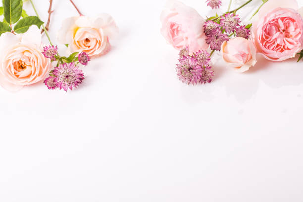 istock Festive pink flower rose frame on the white background. 1371934691