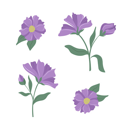 Set of cute tenderness violet flowers. Vector elements isolated on white background. Botanical illustration for fabric design, greeting card, decoration, scrapbooking and much more.