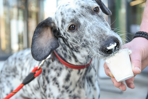 Dalmatian dog eating whipped cream for dogs. Dog eating treat from humans hand. White dog with dots eating cream and having it on muzzle. Small cup full off white cream. Dog licking white cream.