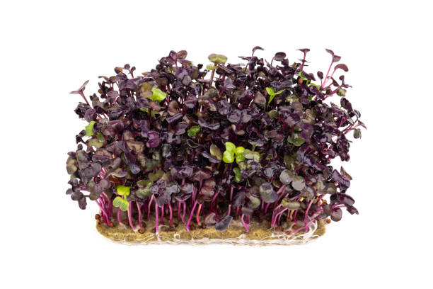 istock Fresh purple radish sprouts isolated on white. Microgreens. 1371938322