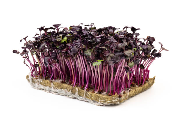 istock Fresh purple radish sprouts isolated on white. Microgreens. 1371938377