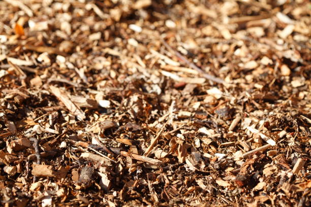 istock Wood chips, wood chips, bark mulch, flooring, wallpaper 1371941352