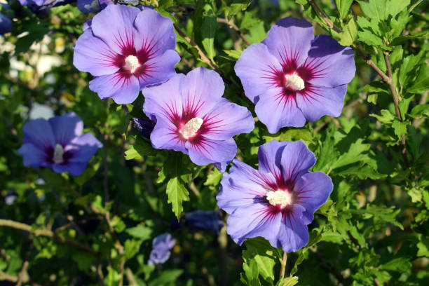 美しく咲くハイビスカスシリアカス「青い鳥」
魅力的な花 - stem pollen hibiscus beauty in nature ストックフォトと画像